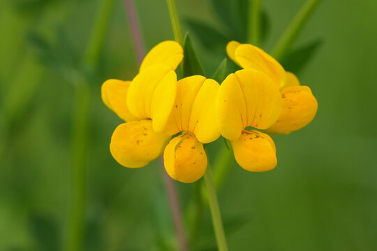 Closeup on the yellow flower of the birdsfoot deervetch clover, Lotus corniculatus