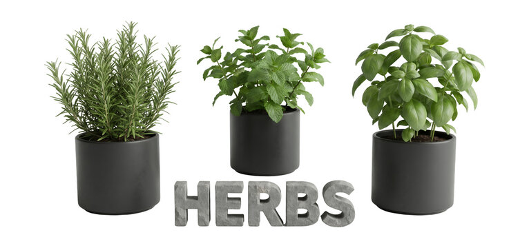 3D culinary herb plant set including mint and basil in charcoal pots with stone text