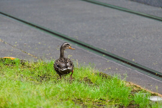 duck crossing road by railroad tracks