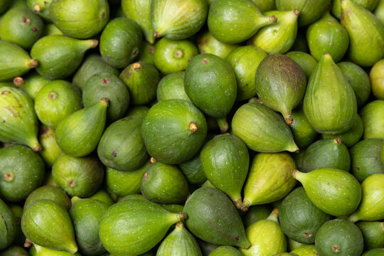 Group of Green Brevas (Ficus carica); Figs with nutritional properties that are truly beneficial to human health