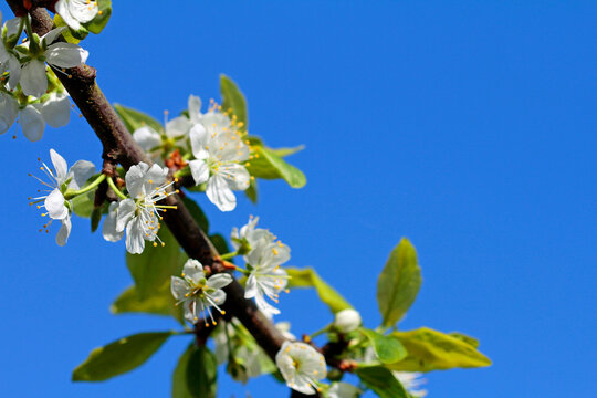 blooming yellow plum tree