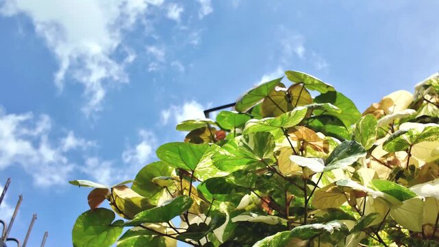 Stunning Variegated Sea Hibiscus (Hibiscus tiliaceus 'Variegata') with Lush Heart-Shaped Foliage Against a Bright Blue Sky.