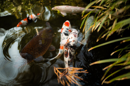 Koi fish in a pond in Tokyo, Japan.