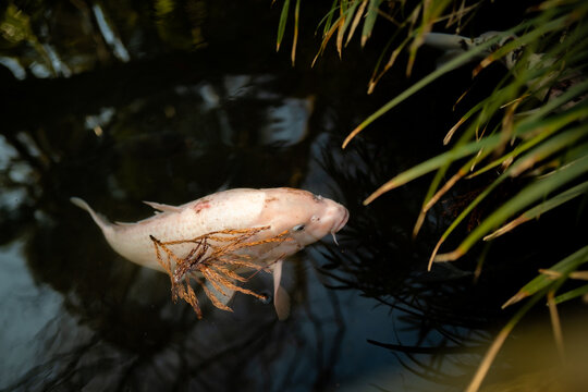 Koi fish in a pond in Tokyo, Japan.