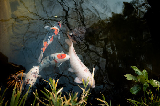 Koi fish in a pond in Tokyo, Japan.