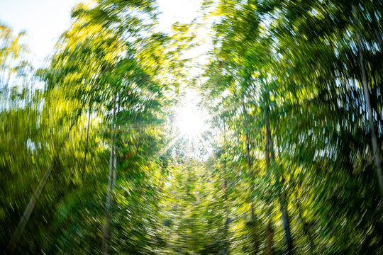 An artistic view of a bamboo forest in Japan