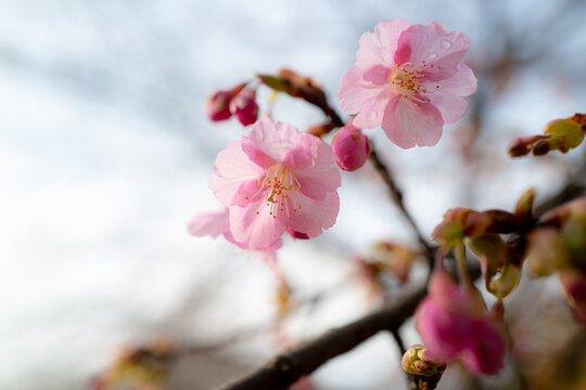 cherry blossom in spring in a park in Tokyo, Japan