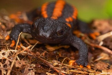 Fototapeta premium Closeup on a colorful but endangered adult Tiannan Crocodile Newt, Tylototriton yangi sitting on the ground