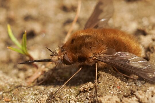 Closeup of the odd parasite , the dark-edged bee-fly , Bombyblius major, with it's long nose