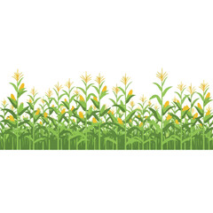 Vibrant Cornfield Horizon with Green Stalks and Yellow Cobs on White Background © mohamed