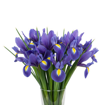 Vibrant bouquet of deep blue and violet irises with yellow centers and sword-shaped green leaves in a clear glass vase against a minimalist white background serene atmosphere
