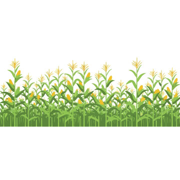 Vibrant Cornfield Horizon with Green Stalks and Yellow Cobs on White Background
