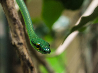 Fototapeta premium Green parrot snake close-up portrait on branch at Monteverde herpetarium Costa Rica