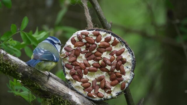 Blaumeise frisst aus einer Kokosnussh&auml;lfte