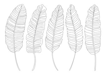 Tropical banana leaves line art illustration set with clean outline drawing. © Artverza