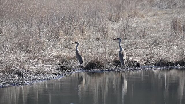 Two Sandhill Cranes in the Pond