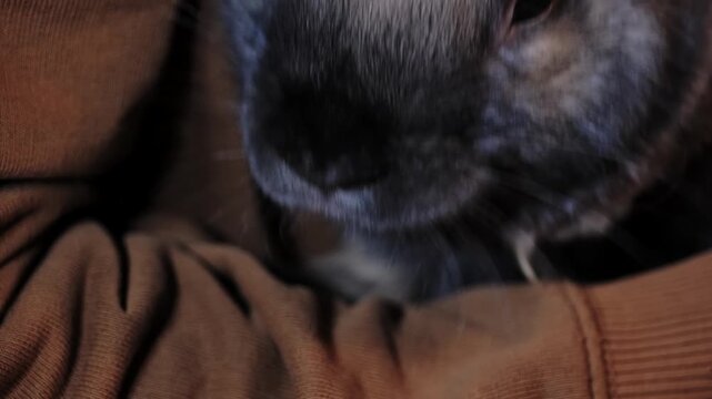 Close-up of a domestic pet rabbit's fluffy face and eye showing details