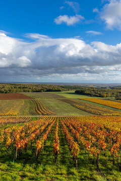 Autumn vineyard rows in Cote d'Or, Bourgogne Franche Comte, France
