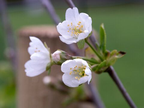 White blossom on a Morello cherry tree
