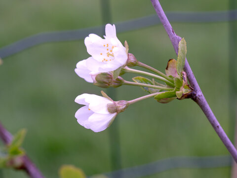 White blossom on a Morello cherry tree