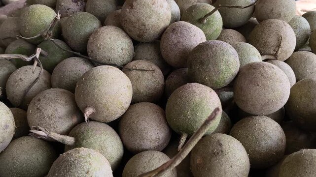 Fresh wood apples for wholesale, also called bael, stone apple, elephant apple. Organic vegan fruit rich in fiber, vitamin C, antioxidants. Ideal for juice, chutney, health foods, tropical markets.
