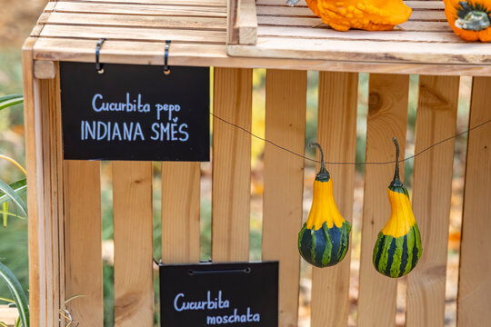 Decorative gourds cucurbita pepo Indiana Smes hanging on display