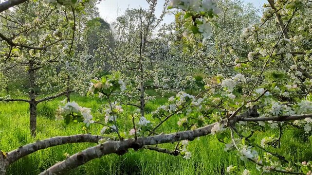 Blooming apple trees in spring time in Nava municipality, Comarca de la Sidra, Asturias, Spain, Europe