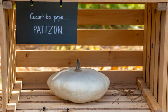 Patisson squash resting on a wooden crate for sale