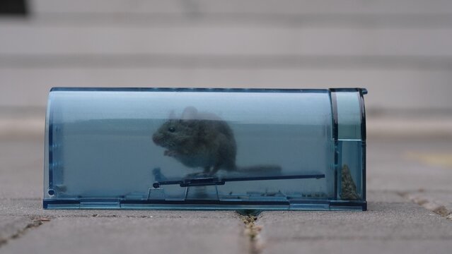 Small brown mouse trapped inside a blue translucent live catch rodent catcher, demonstrating ethical pest control and safe animal capture, waiting for release