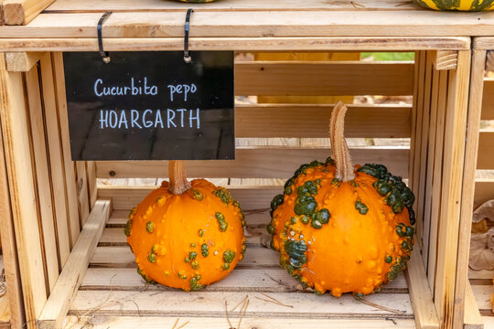Ornamental gourds displaying vibrant autumn colors on wooden crate