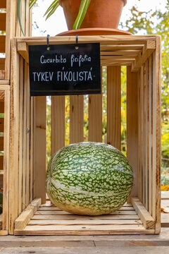 Figleaf gourd Cucurbita ficifolia in wooden crate