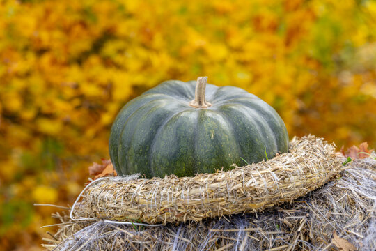 Green pumpkin decorating hay bale in autumn