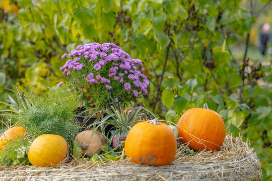 Pumpkins and asters decorating hay bale for autumn display in Prague
