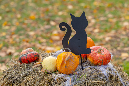 Black cat silhouette and gourds decorating hay bale for Halloween