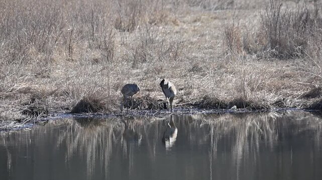 Two Sandhill Cranes in the Pond