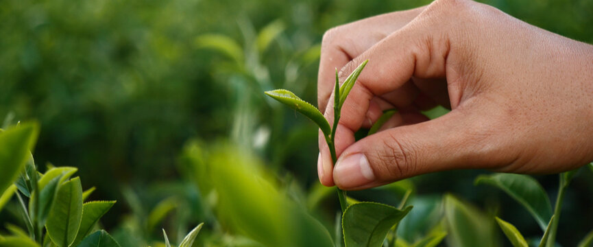 Green tea tree in farm. Close up Tree tea plant green nature in morning. Tree tea plantations in morning sun light. Drinking organic relax. plantations morning sun light. Freshness herbal natural