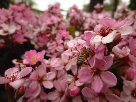 Pink Flowers with Honeybee Pollinating Close-up