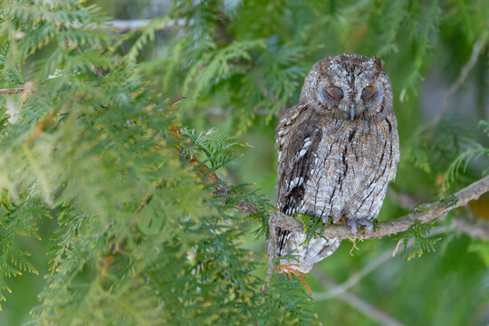 Owl sleeping peacefully on evergreen tree branch, Kubochna, Slovakia