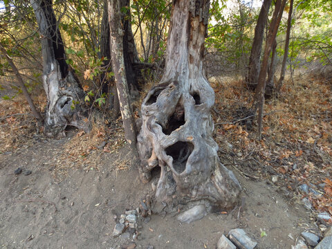 Scary Face in Tree in the Woods