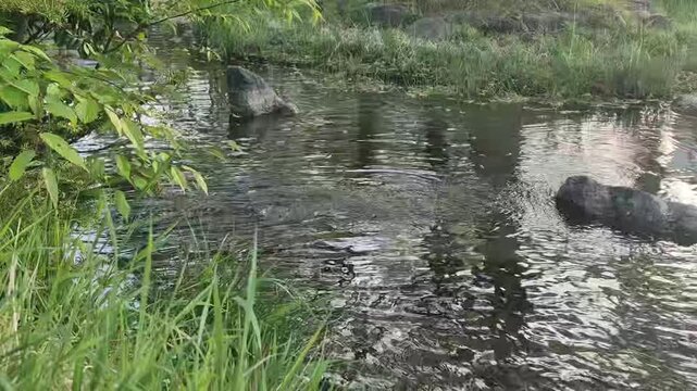 8K UHD Tranquil Water Surface of a Calm Mountain Creek with Gentle Ripples