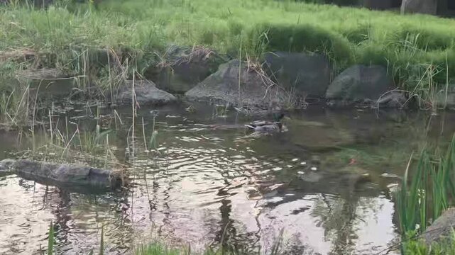 8K UHD Tranquil Water Surface of a Calm Mountain Creek with Gentle Ripples
