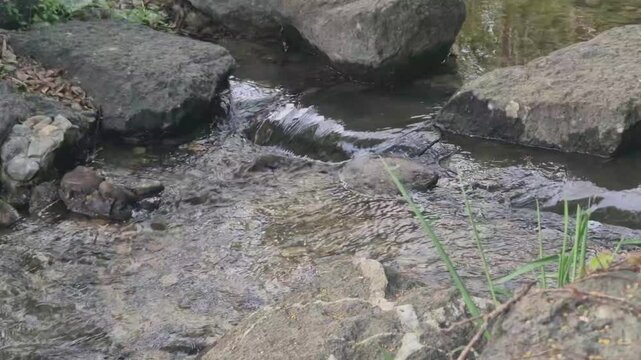 8K UHD Tranquil Water Surface of a Calm Mountain Creek with Gentle Ripples