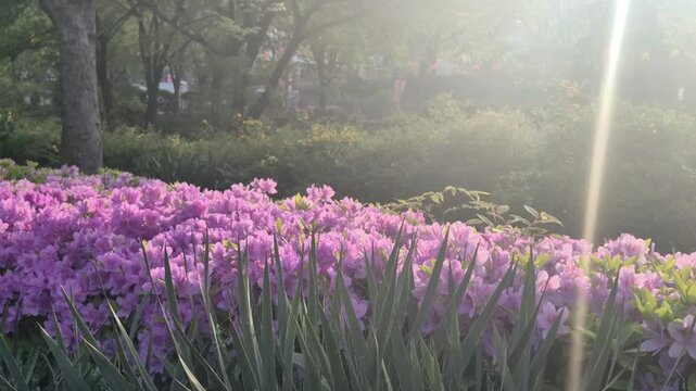 8K UHD Vibrant Spring Flowers Blooming under Warm Golden Sunlight