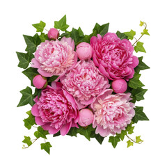 Obraz premium Vibrant pink peony flowers in various stages of bloom with lush green ivy vines and glossy leaves arranged against a transparent studio backdrop floral elegance
