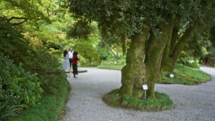 Naklejka premium Soft blurred garden path with mossy tree trunks, gravel walk and defocused foliage creating shallow depth; background copyspace backplate template.