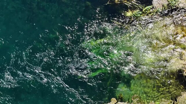 Crystal-Clear Turquoise River Water. A crystal-clear, flowing river that sparkles in the sunlight and is teeming with green aquatic plants.