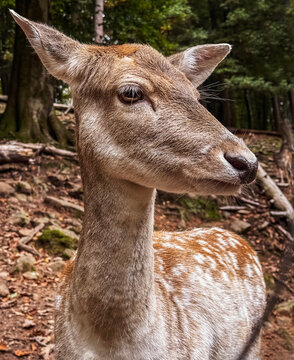 Close-up portrait of fallow deer in forest, wildlife in Germany
