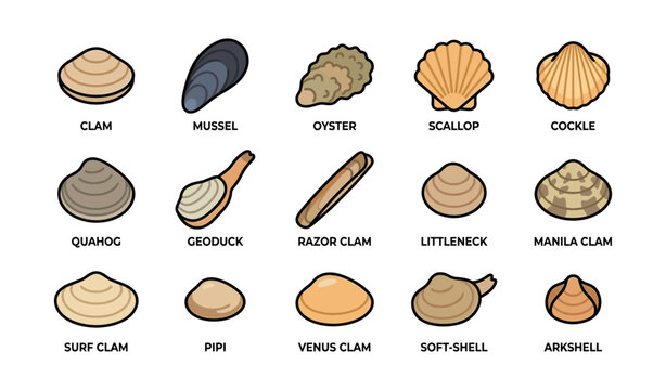Shell illustrations arranged with labels in a grid on white