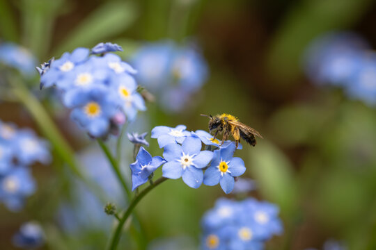 Bee collecting pollen from blue forget-me-nots in the garden