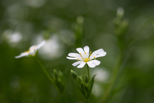 White flowers Greater stitchwort (Stellaria holostea) on a green meadow in the spring. Shallow depth of field